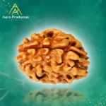 Two Mukhi Rudraksha
