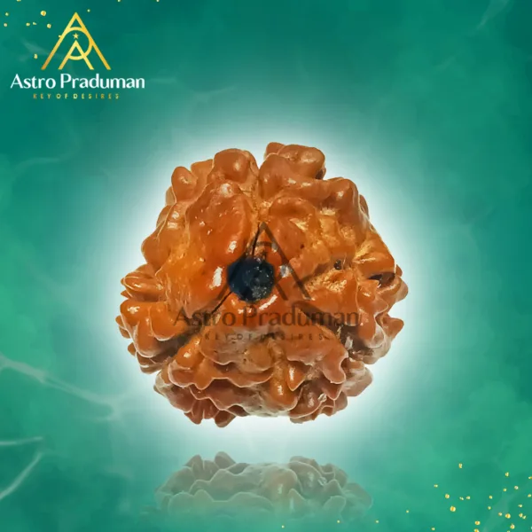 Three Mukhi Rudraksha