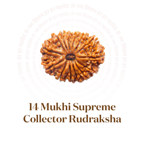 14 Mukhi Supreme Collector Rudraksha