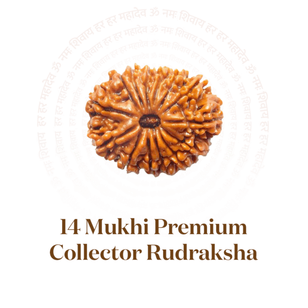 14 Mukhi Premium Collector Rudraksha