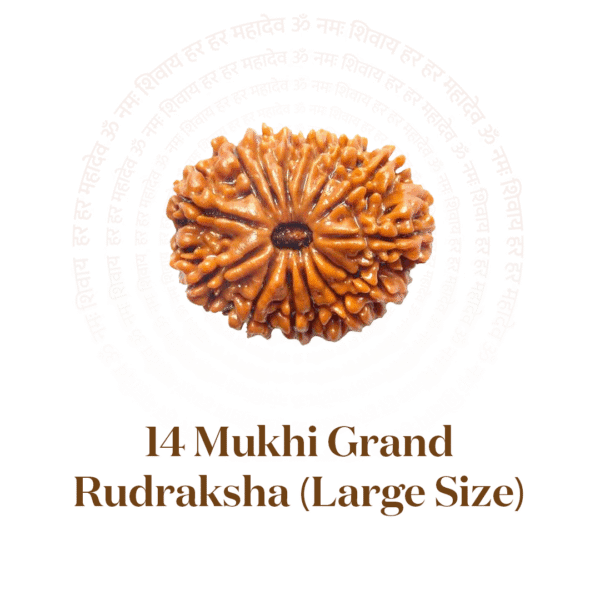 14 Mukhi Grand Rudraksha (Large Size)