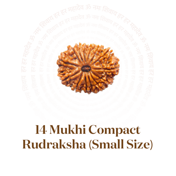 14 Mukhi Compact Rudraksha (Small Size)