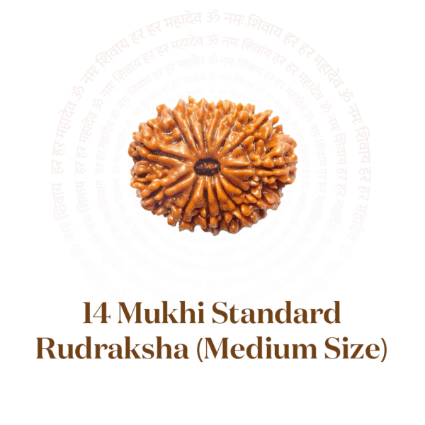 14 Mukhi Standard Rudraksha (Medium Size)