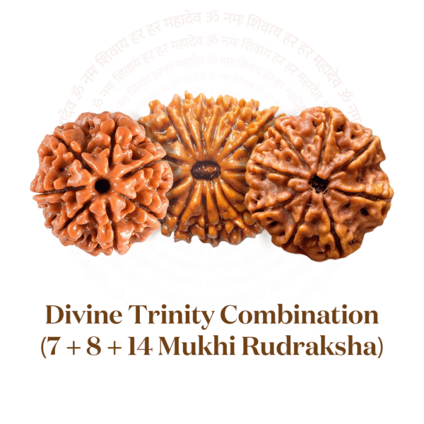 Divine Trinity Combination (7 + 8 + 14 Mukhi Rudraksha)